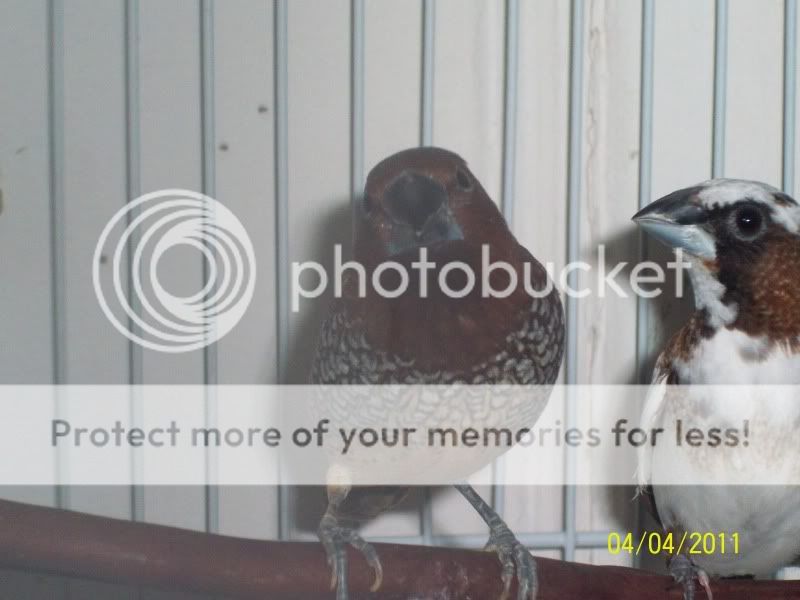 Posted Image