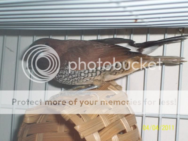 Posted Image