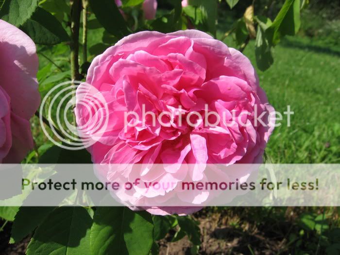 O zahradě - Gardening: G