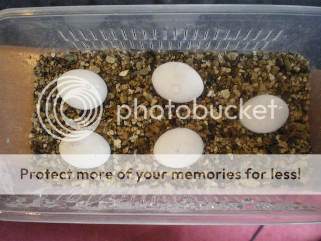 SE England bearded dragon eggs for sale Reptile Forums