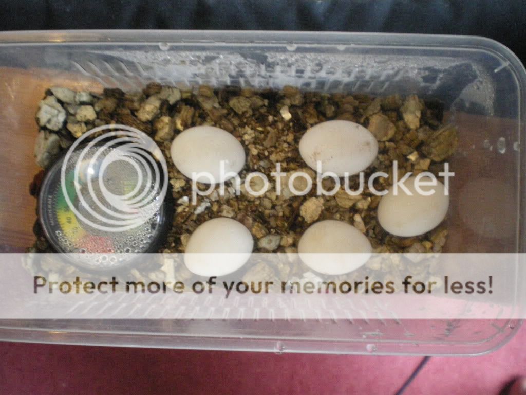 SE England bearded dragon eggs for sale Reptile Forums