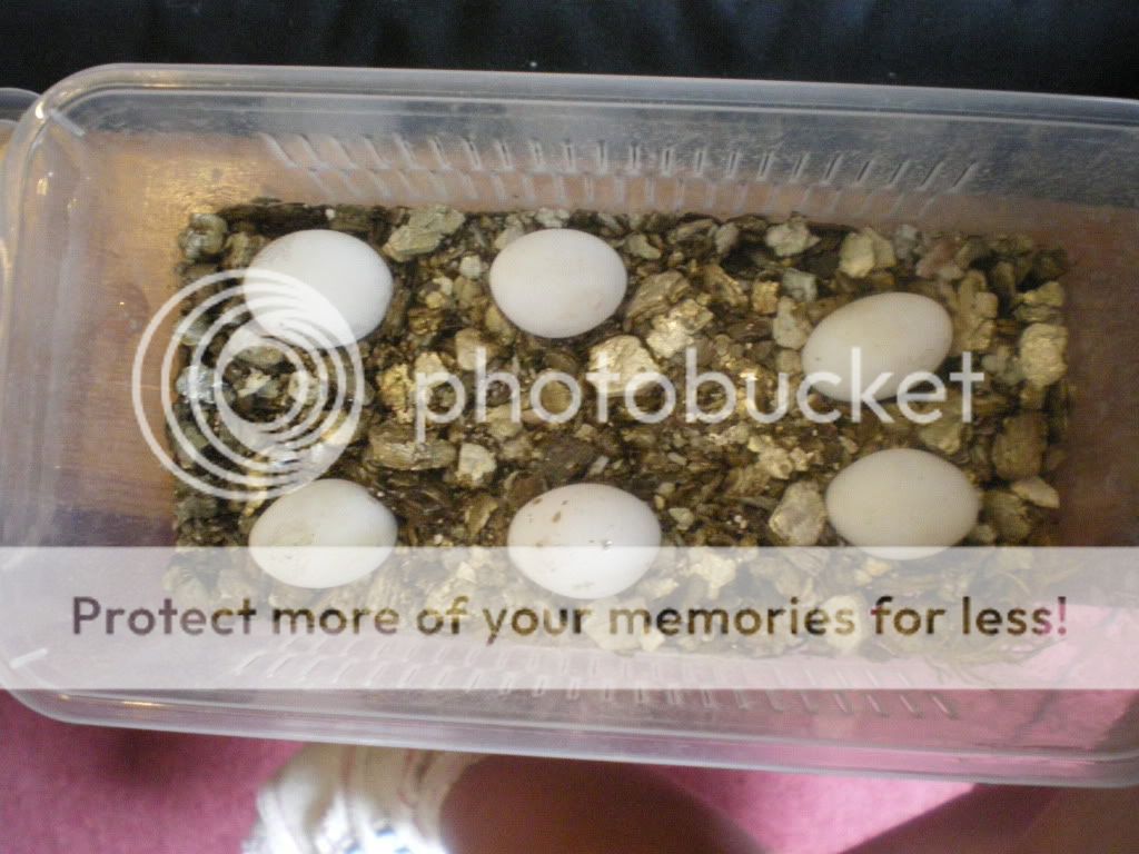 SE England bearded dragon eggs for sale Reptile Forums