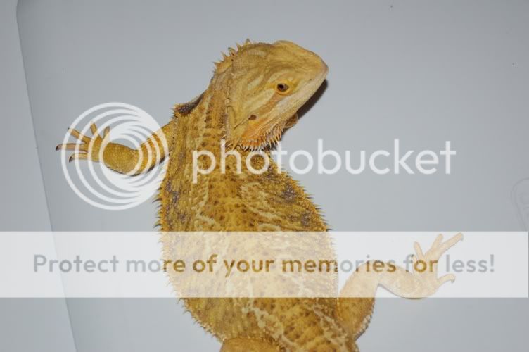 SE England bearded dragon eggs for sale Reptile Forums