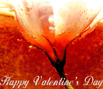 Valentine Day Flower Photo Picture