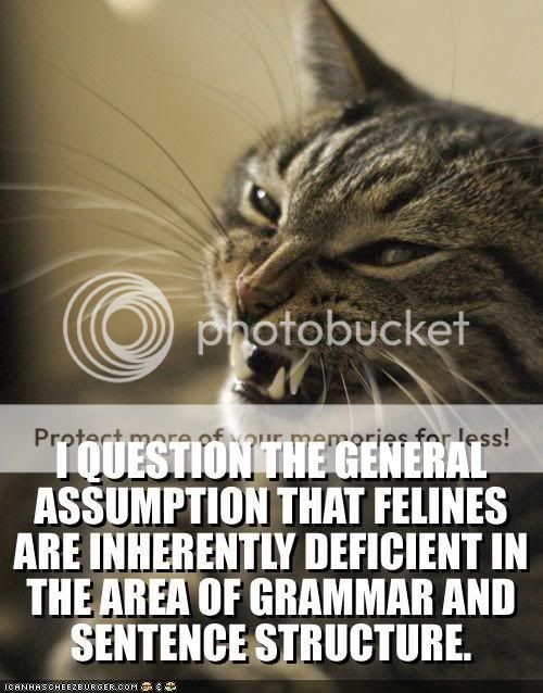 funny-pictures-angry-cat-questions-.jpg